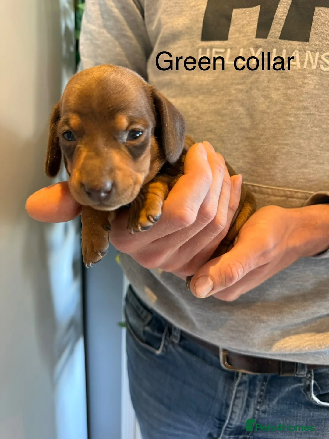 Miniature Dachshund dogs for sale: Miniature dachshund puppies available  - Advert 35