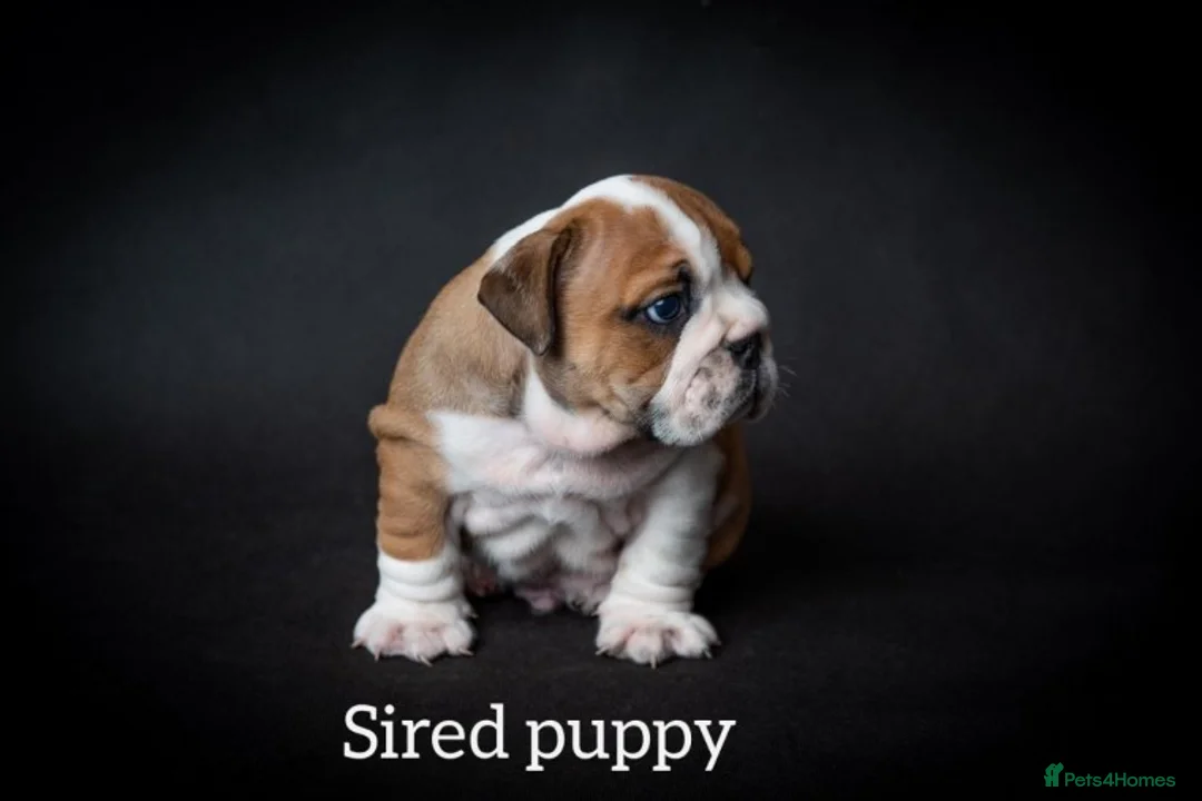 English Bulldog dogs for stud: Qualified Crufts20/21/22/23/24 Health Certificates in Slough - Advert 9