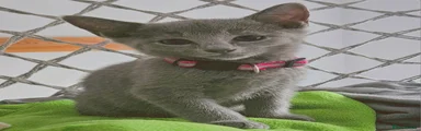 Russian Blue Kitten 5