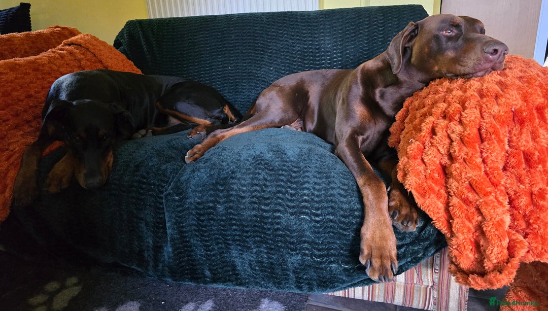 Dobermann dogs for sale: *HEALTH TESTED,HOME REARED,STUNNING DOBERMAN PUPS - Image 29