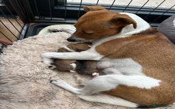 Jack Russell dogs for sale: Gorgeous Jack Russell puppies - Image 6