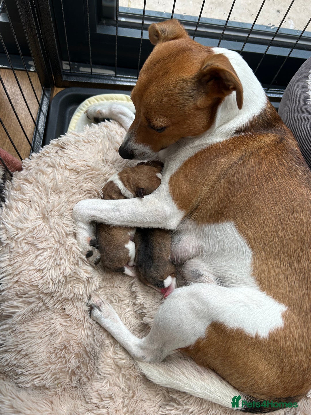 Jack Russell dogs for sale: Gorgeous Jack Russell puppies - Image 6