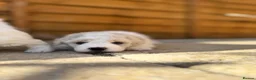 Bichon Frise dogs for sale: ☁️ Little Clouds Looking for Their Forever Home ☁️ - Advert 16