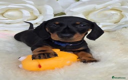 Dachshund dogs for sale: READY NOW LAST PUPPY  miniature dachshund puppies in Ilminster - Image 1