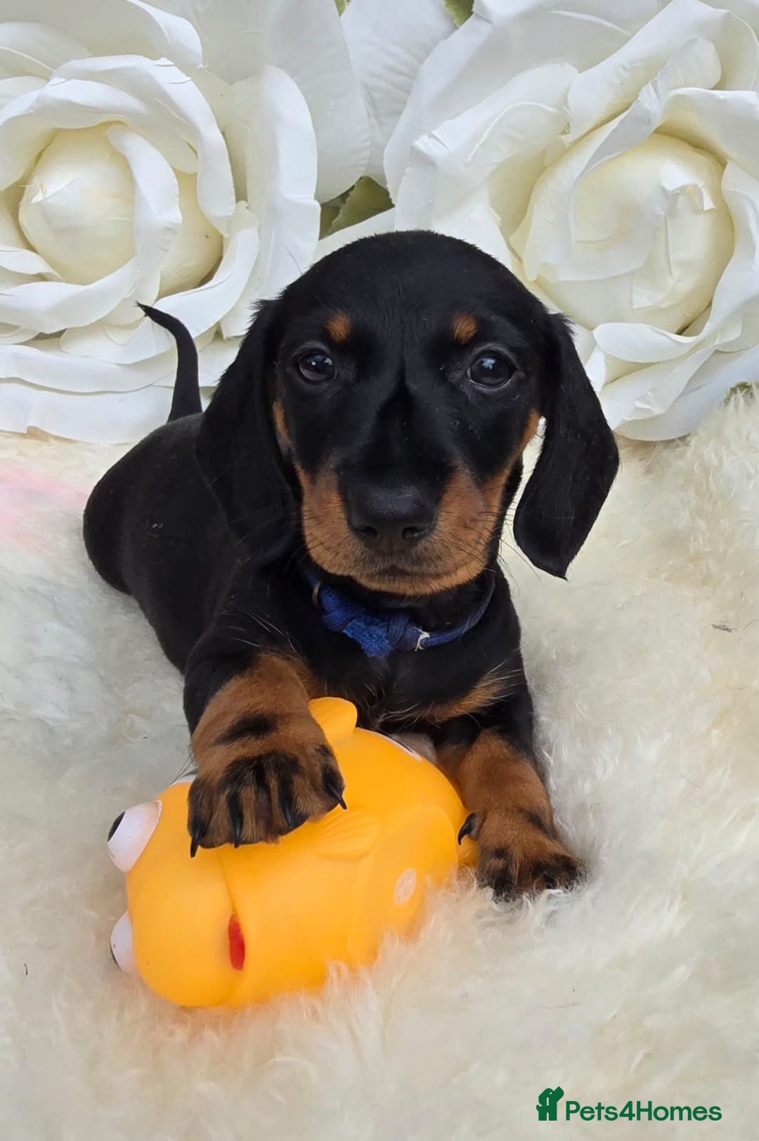 Dachshund dogs for sale: READY NOW LAST PUPPY  miniature dachshund puppies in Ilminster - Image 1