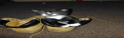 Mixed Breed cats for sale: Beautiful kittens  - Advert 8