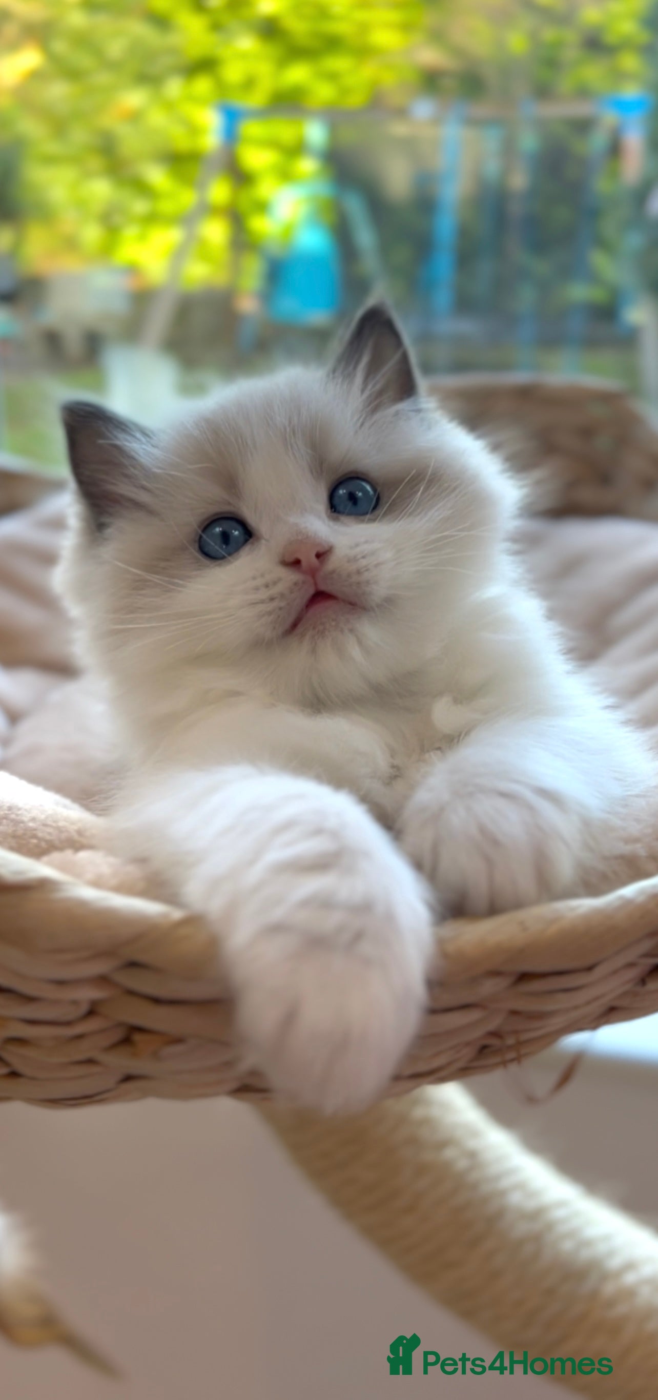 Ragdoll cats GCCF Registered. Grand Champion Bloodlines. - Advert 16