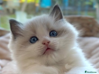 Ragdoll cats GCCF Registered. Grand Champion Bloodlines. - Advert 6