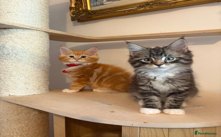Maine Coon cats - Advert 2