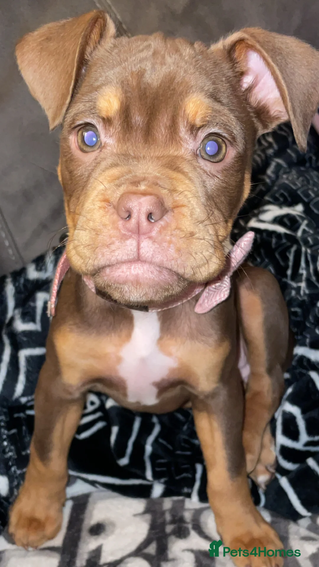 English Bulldog dogs for sale: Old English Bulldog - Female  - Advert 2