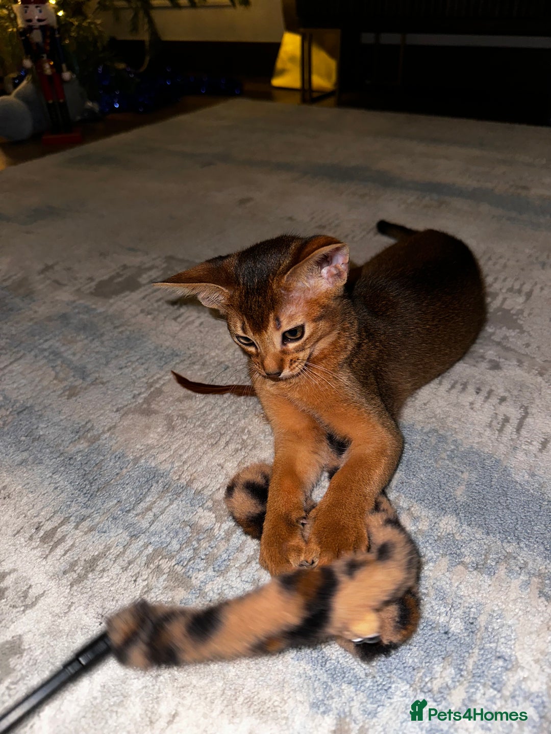 Abyssinian cats for sale: Last 3 kittens left ♥️💙 - Image 8