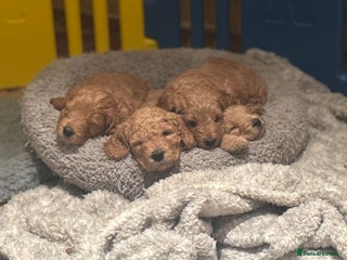 Mini Goldendoodle dogs Miniature Golden Doodle Puppies - Advert 18