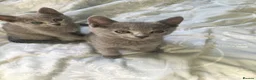 Russian Blue cats for sale: TICA registered Russian Blue kittens - Advert 5