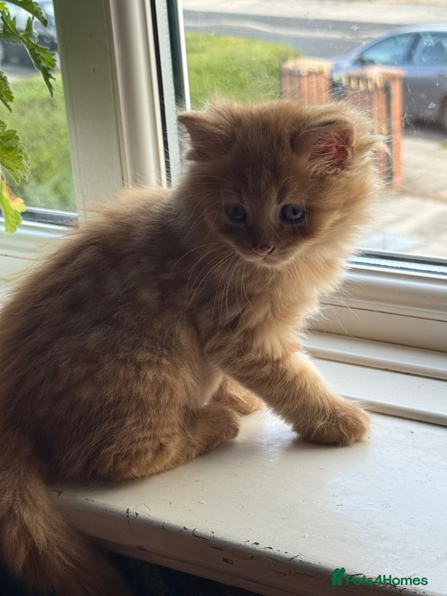 Mixed Breed cats Beautiful kittens available  - Advert 1