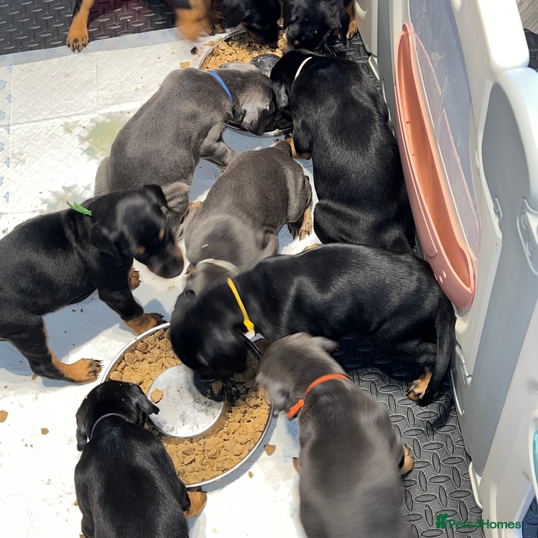 Dobermann dogs for sale: Litter of 9 beautiful Doberman puppies - Advert 5