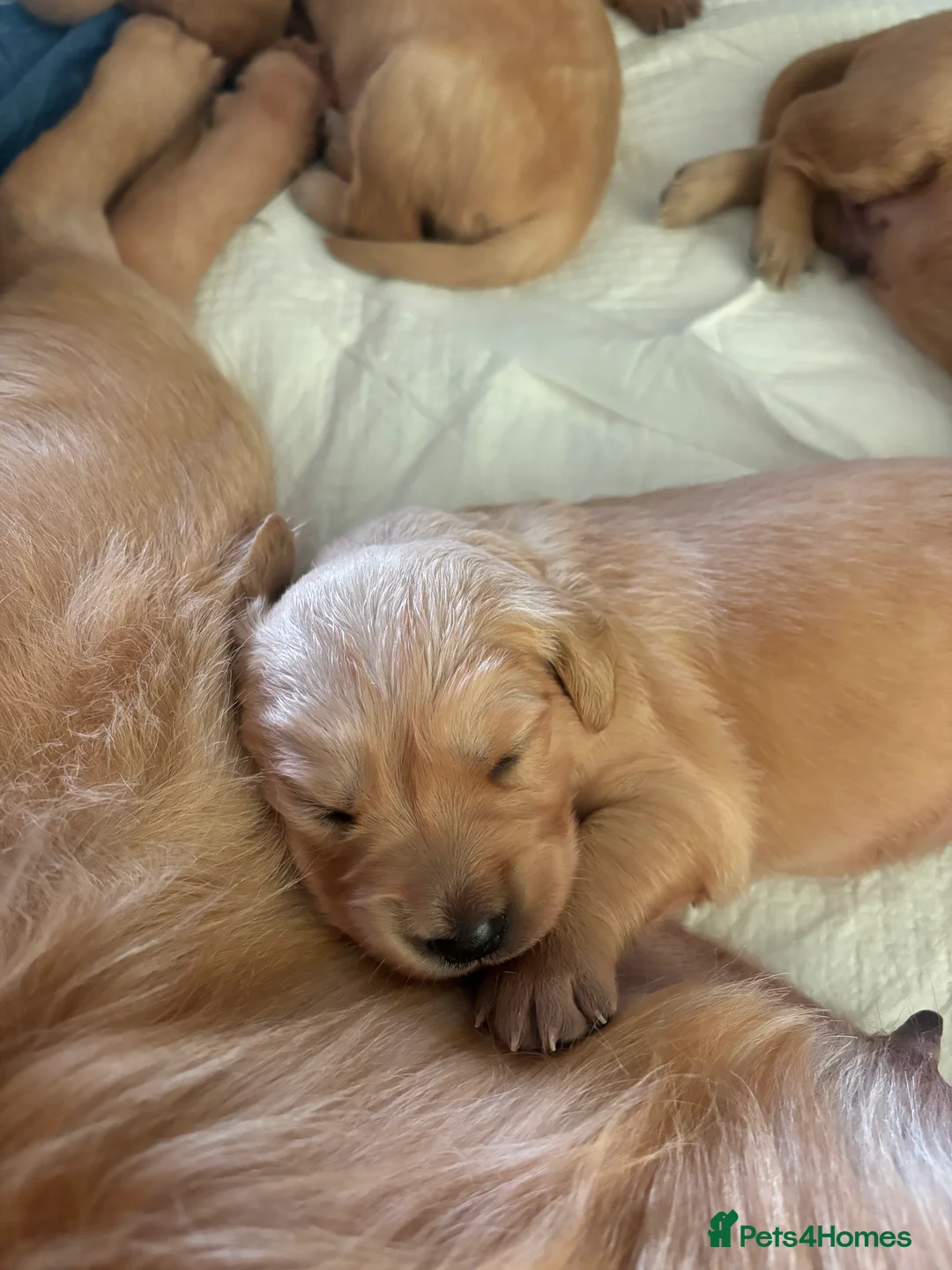 Golden Retriever dogs for sale: Golden Retriever Puppies  - Advert 3