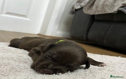 American Bull Staffy dogs for sale: Staffy Bull Puppies - Image 20