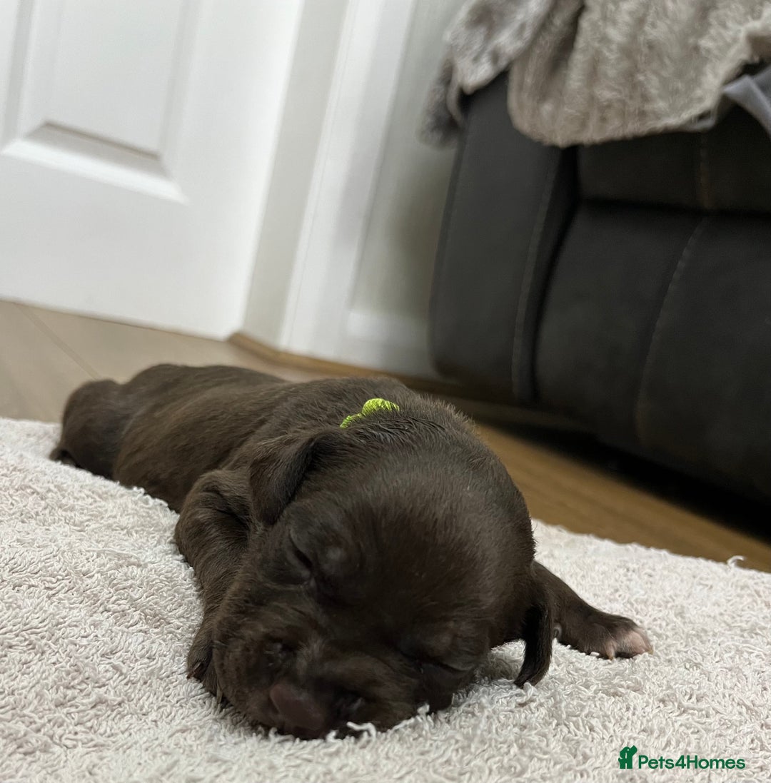 American Bull Staffy dogs for sale: Staffy Bull Puppies - Image 20