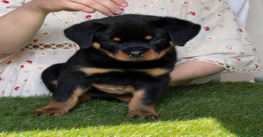 Rottweiler dogs - Advert 14