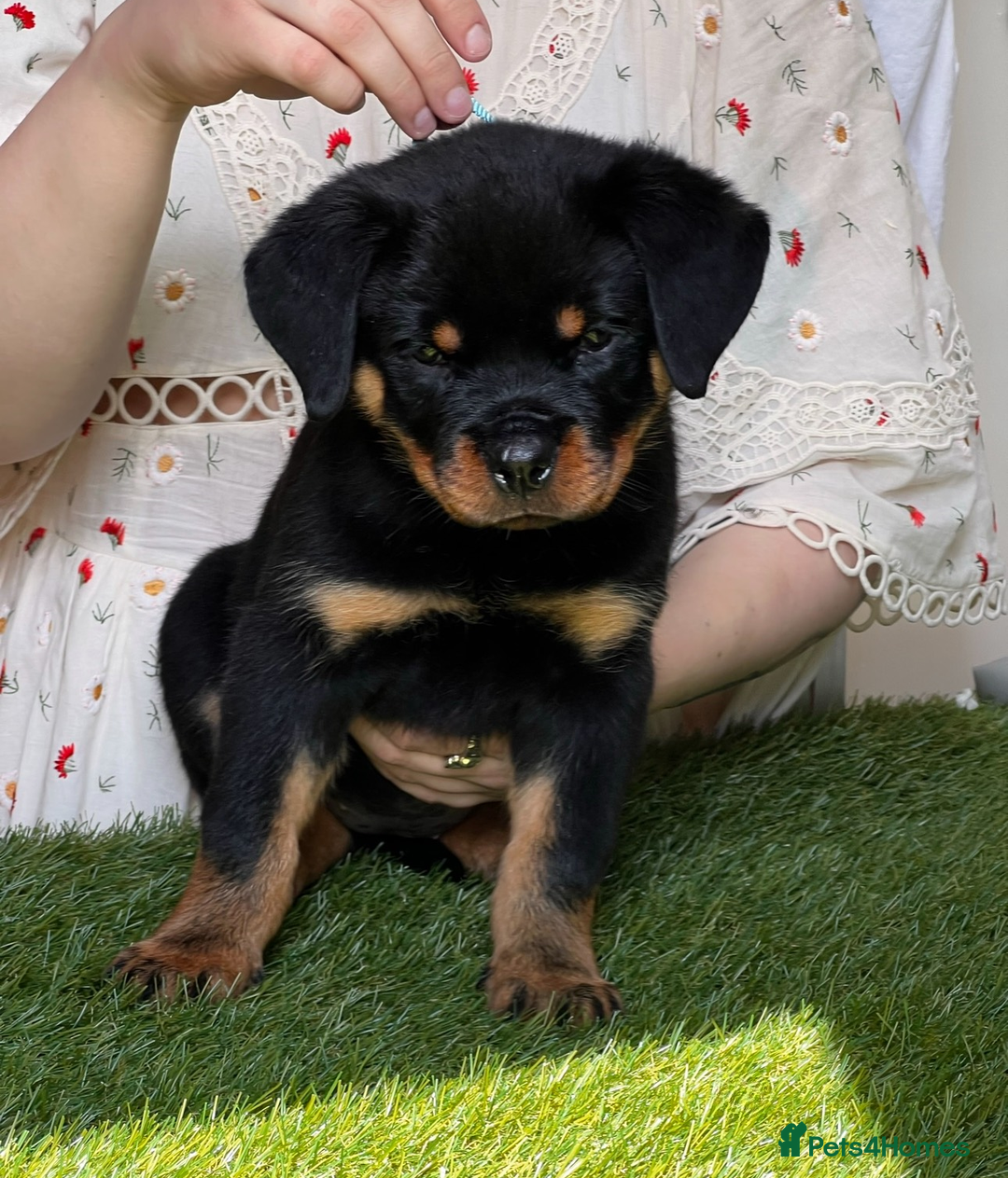 Rottweiler dogs for sale: Premium Quality Rottweiler Puppies - Image 3