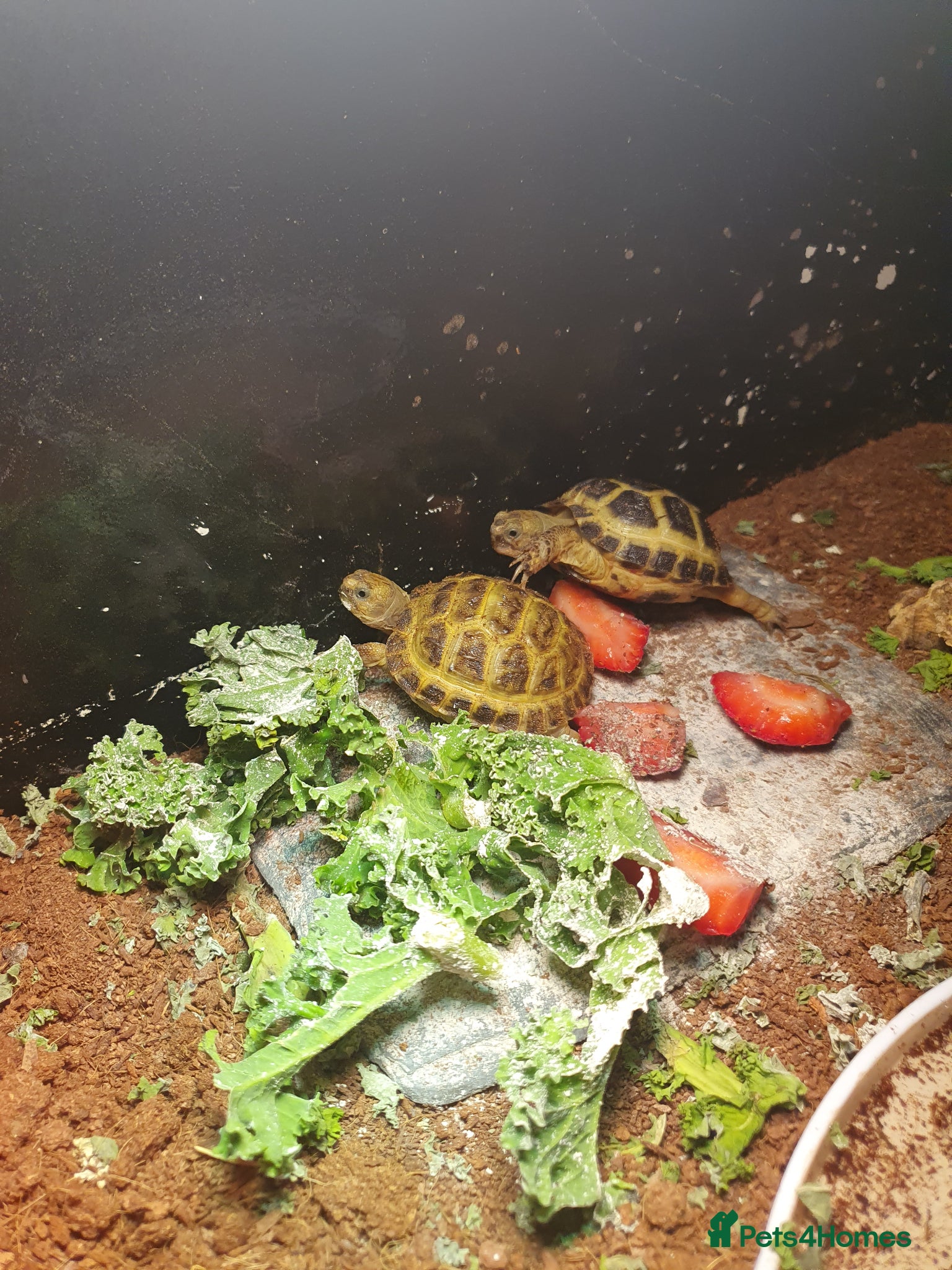 Tortoise reptiles Horsefiel tortoise  - Advert 9