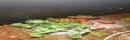 Tortoise reptiles for sale: Horsefiel tortoise  in Fleetwood - Advert 1