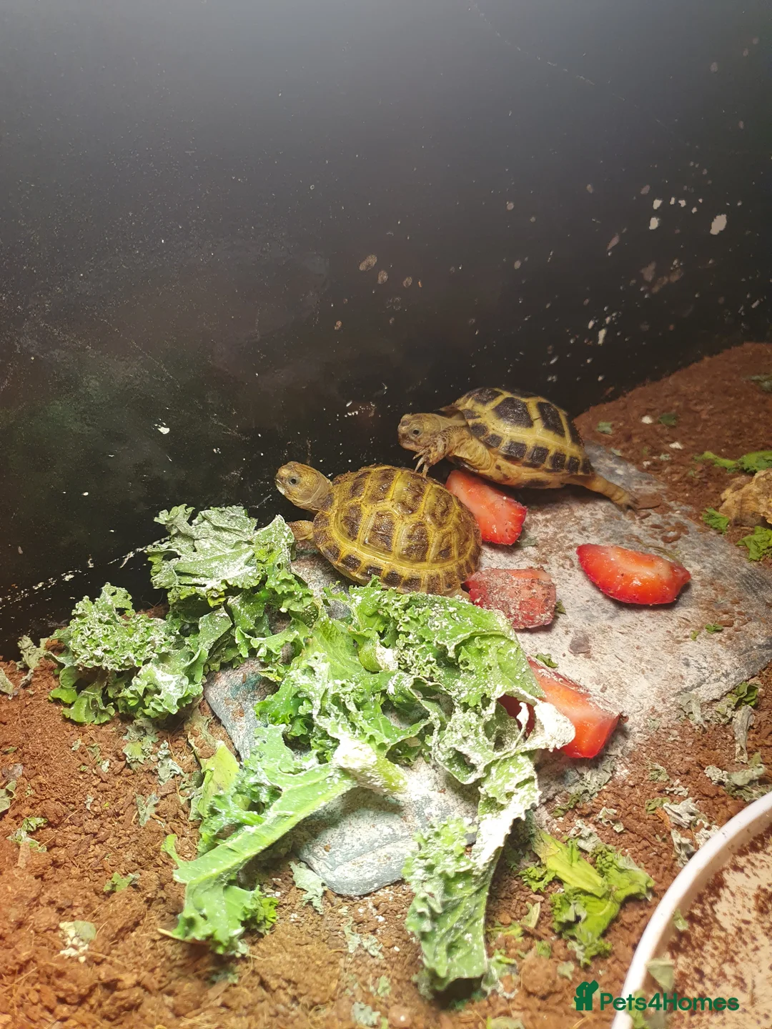 Tortoise reptiles for sale: Horsefiel tortoise  in Fleetwood - Advert 1