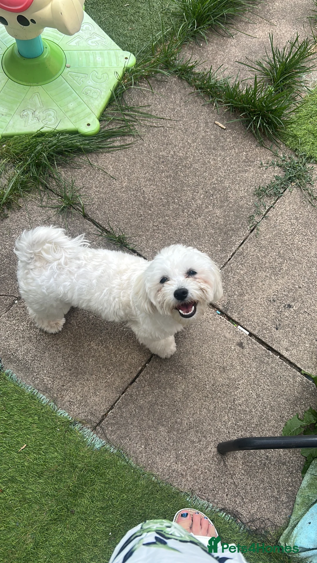Mixed Breed dogs for sale: Beautiful poppy - Advert 2