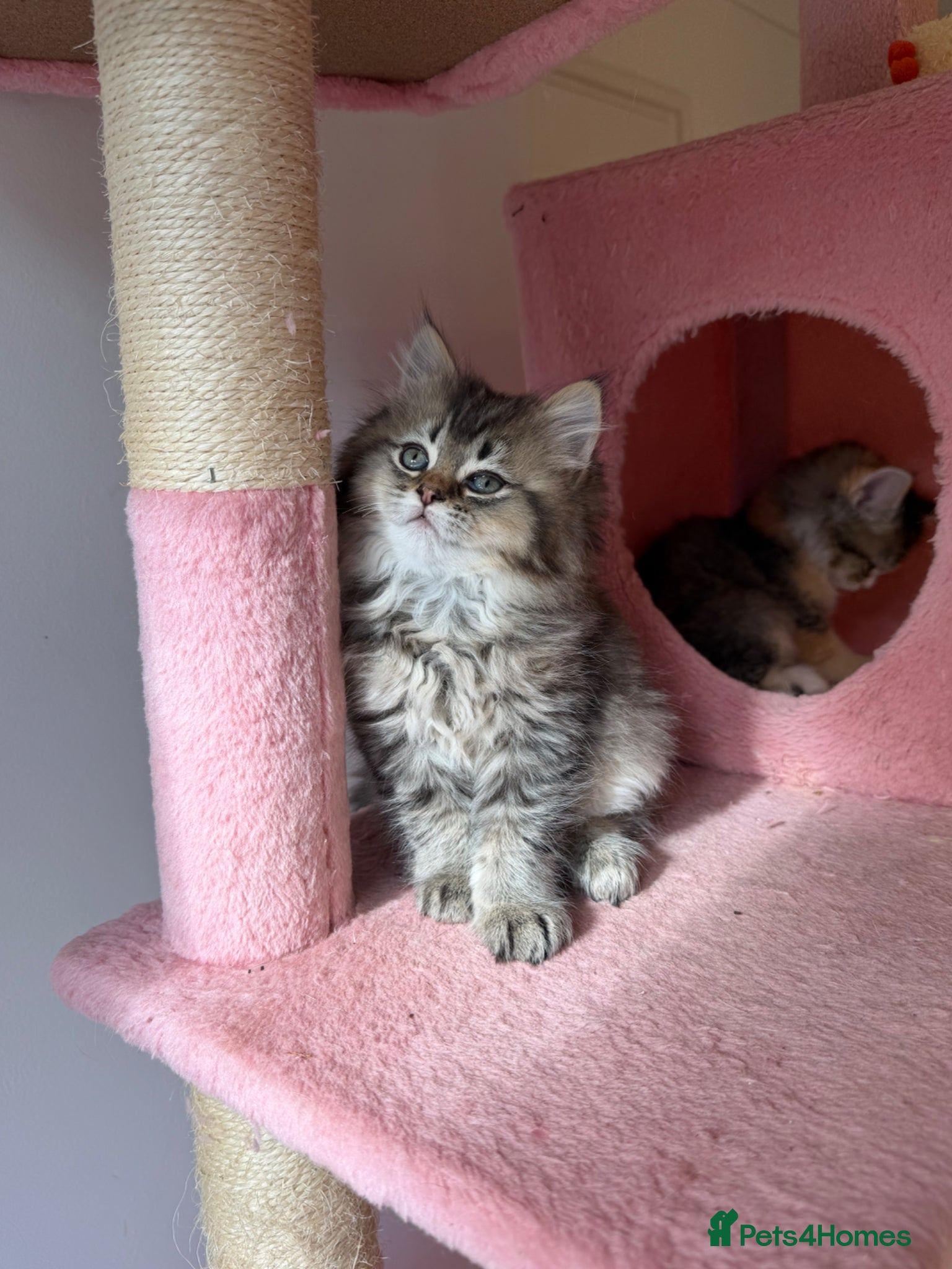 British Longhair cats Looking for a lovely home!!!!! READY TO COLLECT  - Advert 2