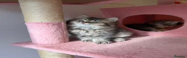 British Longhair Kitten 1