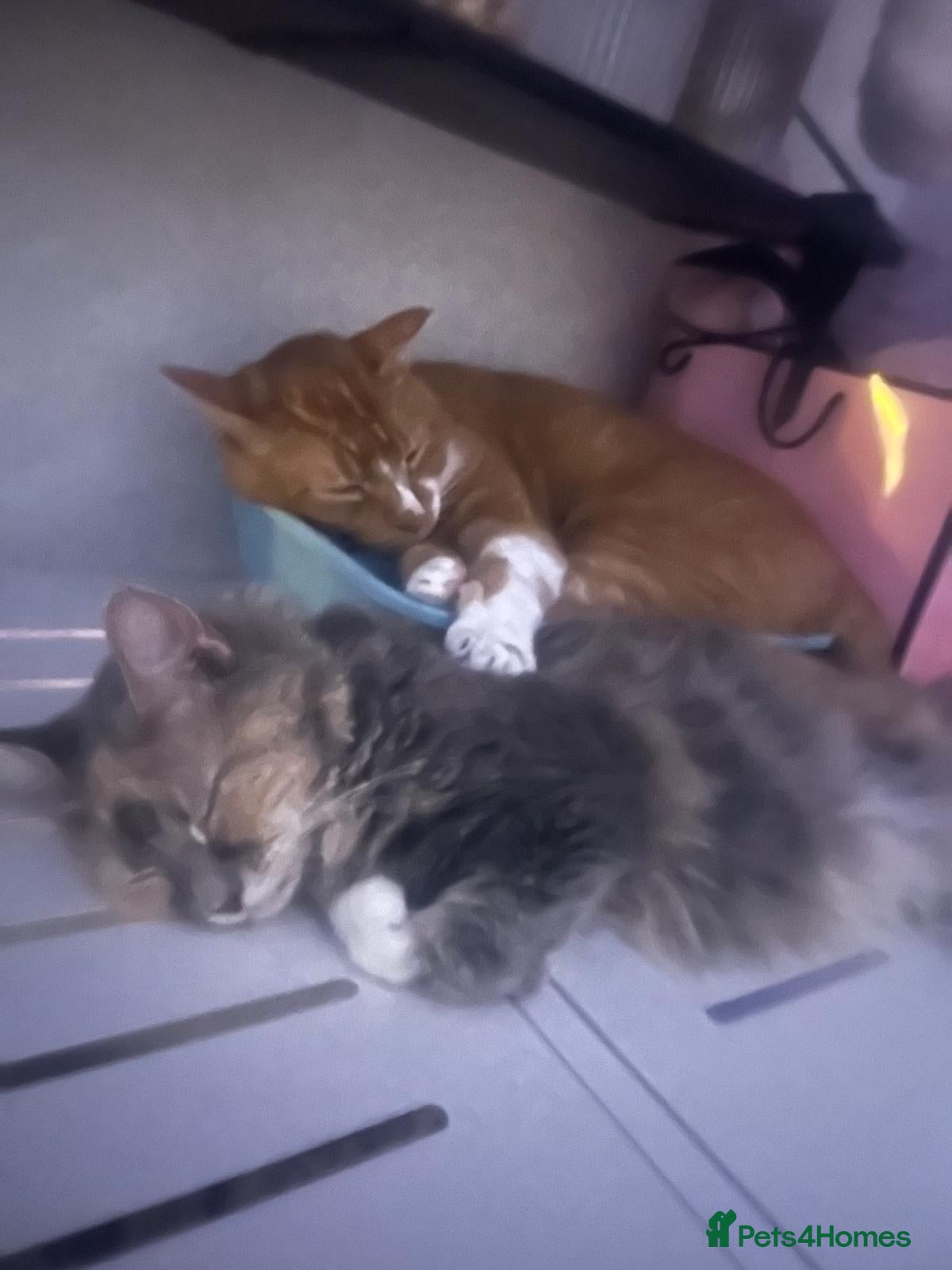 Mixed Breed cats Must go together  - Advert 6