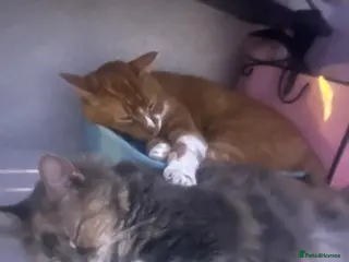 Mixed Breed cats for sale: Must go together - Advert 2