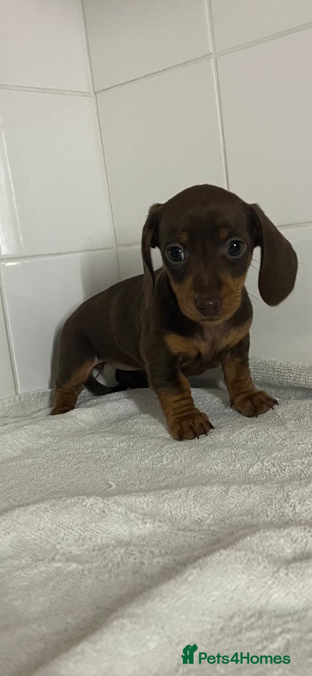Miniature Dachshund dogs for sale: Mini dachshund - Advert 4
