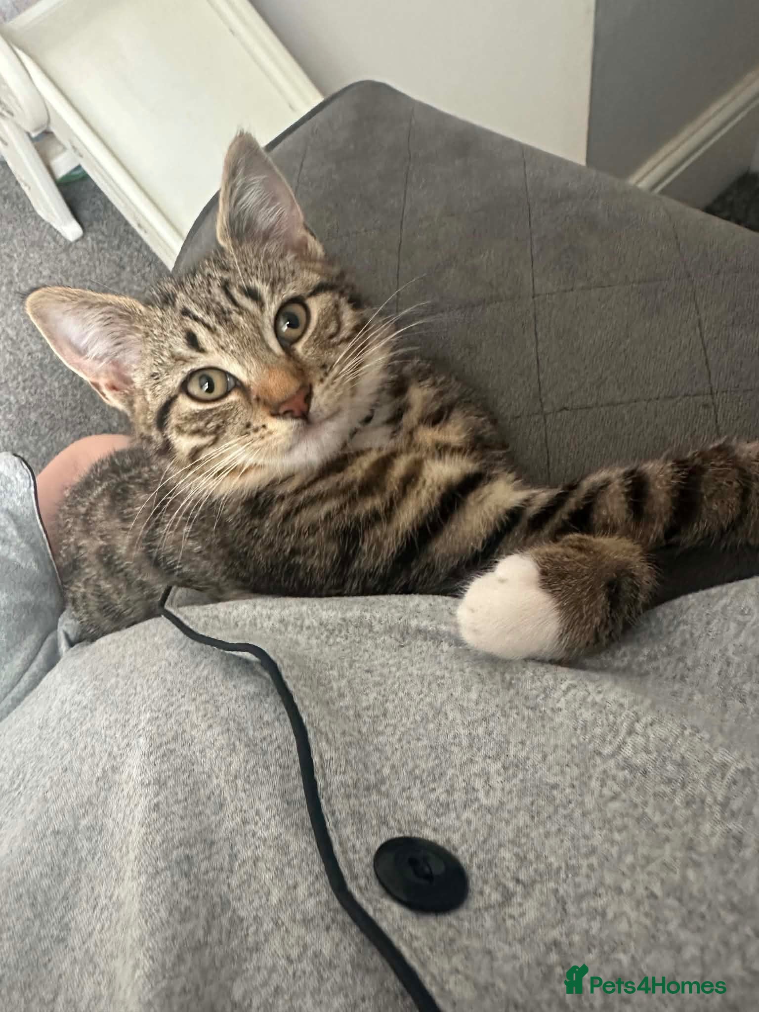 Mixed Breed cats Beautiful girl Macy - F REE - Advert 1