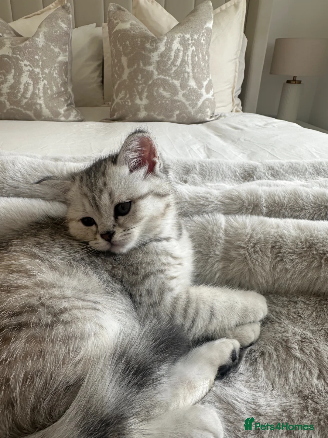 Scottish Fold cats for sale: Rare Scottish fold - Advert 7