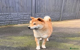Mixed Breed dogs for sale: Shipoo puppies Shiba x poodle available  - Image 11