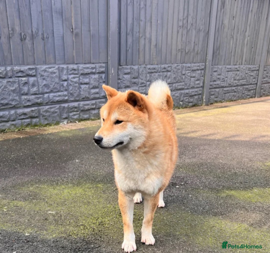 Mixed Breed dogs for sale: Shipoo puppies Shiba x poodle available  - Image 11