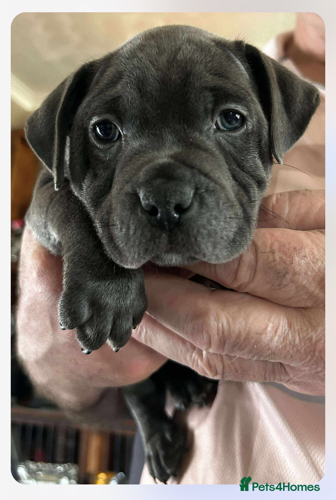 Staffordshire Bull Terrier dogs for sale: Blue Staffordshire Bull Terrier puppies - Image 5