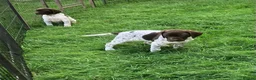 German Shorthaired Pointer dogs for sale: GSP Puppies in Aberdare - Advert 13