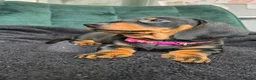 Dachshund dogs for sale: KC Standard Long Haired & Smooth Dachshund Puppies - Advert 25