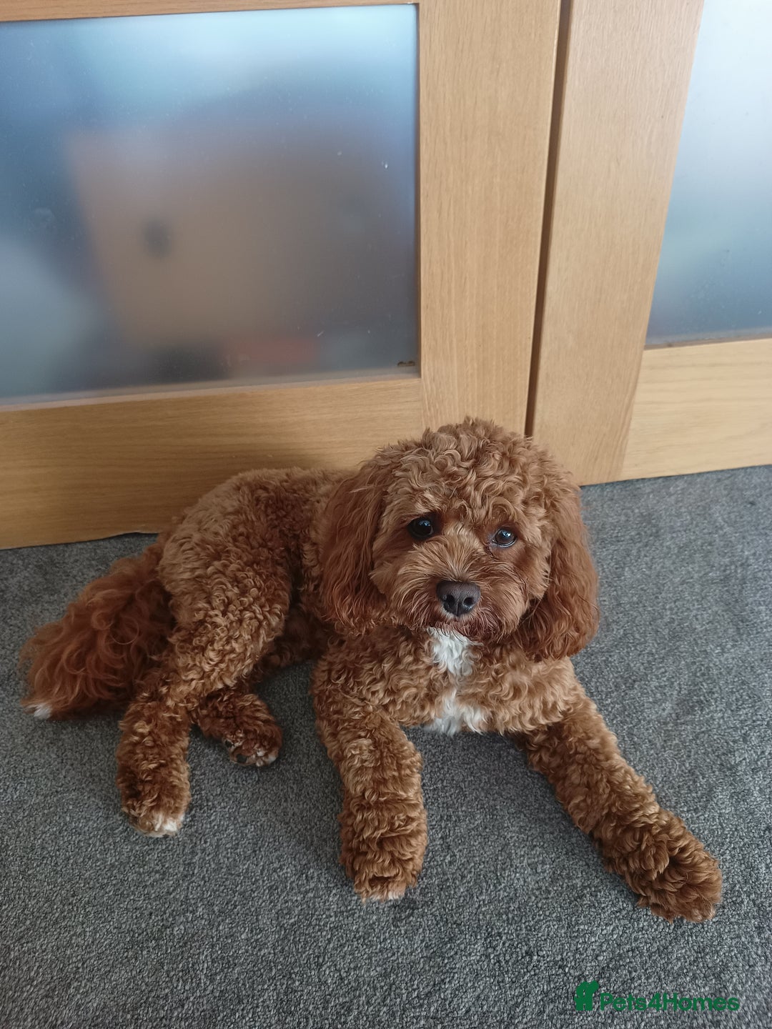 Cavapoo dogs for stud: Bertie the proven cavapoo stud  - Image 5