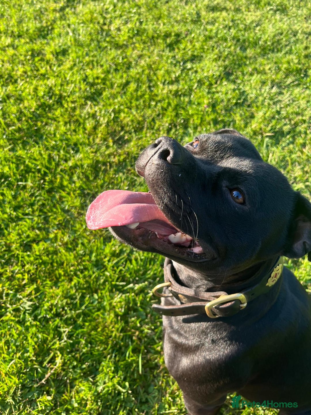 Staffordshire Bull Terrier dogs for sale: Gorgeous Black Boy available from this litter!  - Image 4