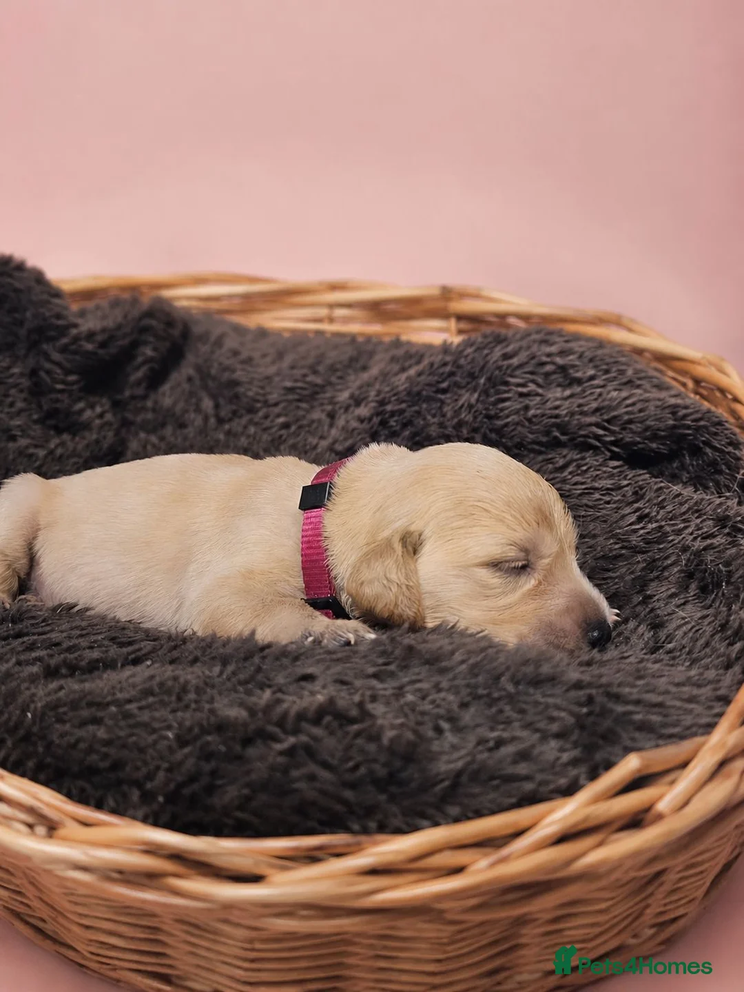 Golden Retriever dogs for sale: KC registered Golden retriever puppies - Advert 2