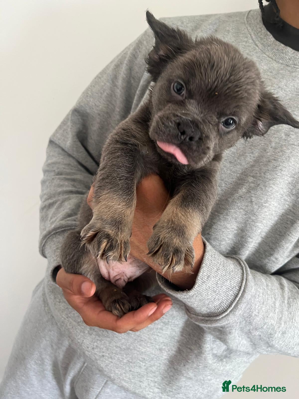 French Bulldog dogs for sale: French bulldogs for sale  - Advert 17