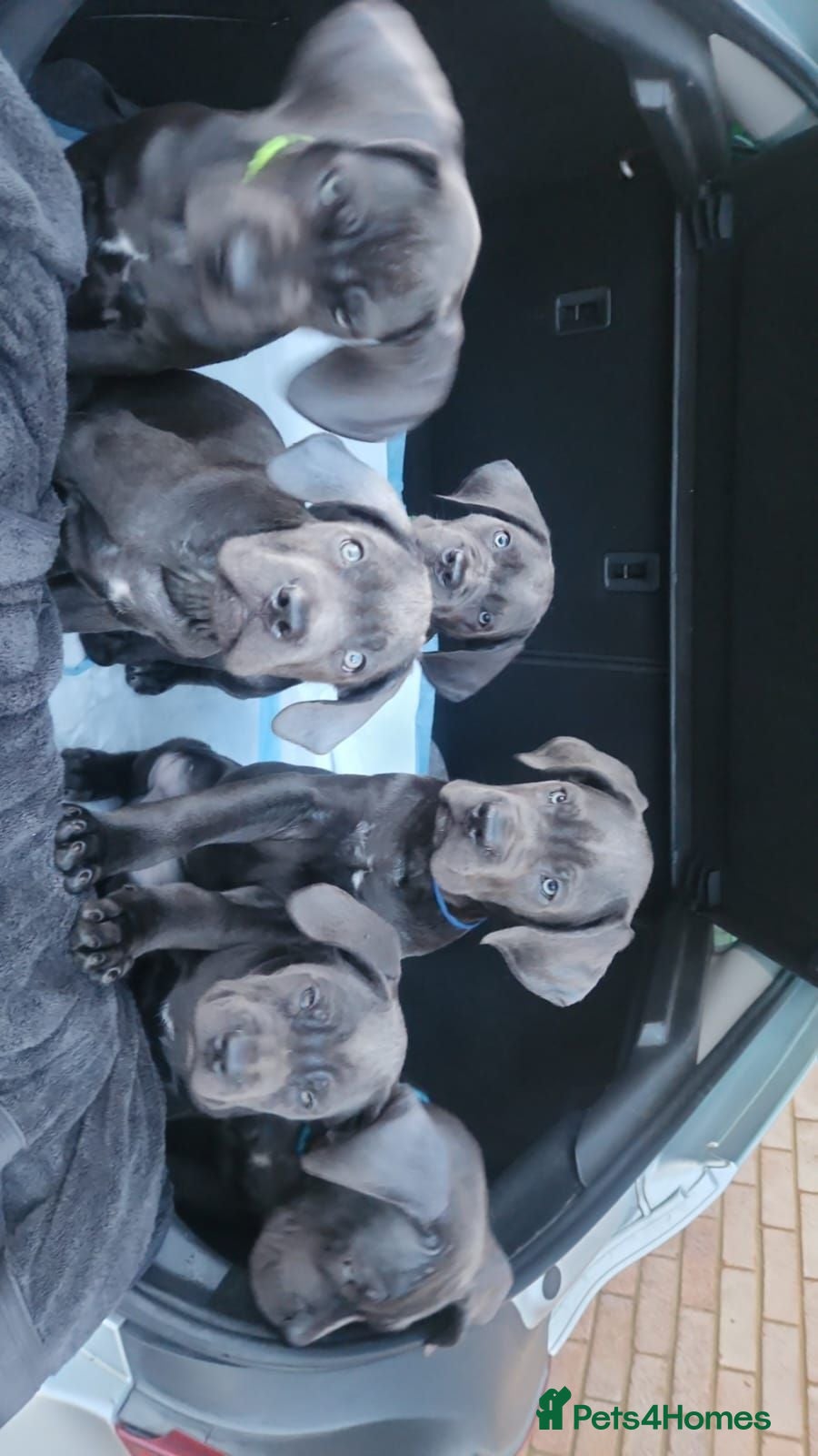 Cane Corso dogs Xmen blood line cane corso pups for sale  - Advert 11