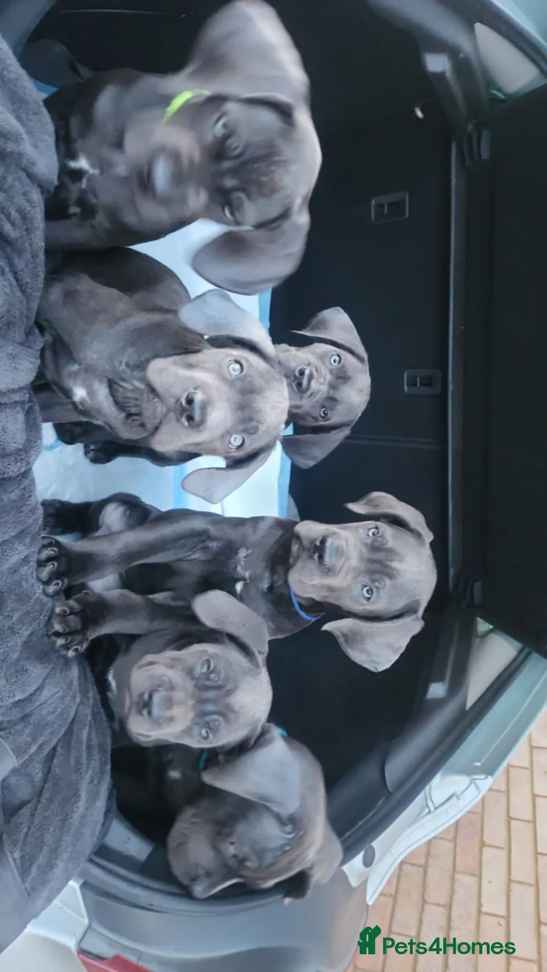 Cane Corso dogs for sale: Xmen blood line cane corso pups for sale  in London - Advert 1
