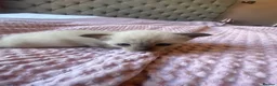 Tonkinese cats for sale: Tonkinese x Raagdoll -Tonkdoll - Advert 17