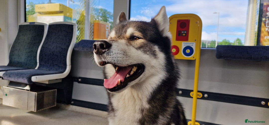 Huskita dogs for stud: Handsome Booboo in Stockport - Image 16