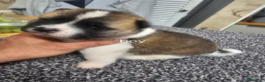 Akita 4