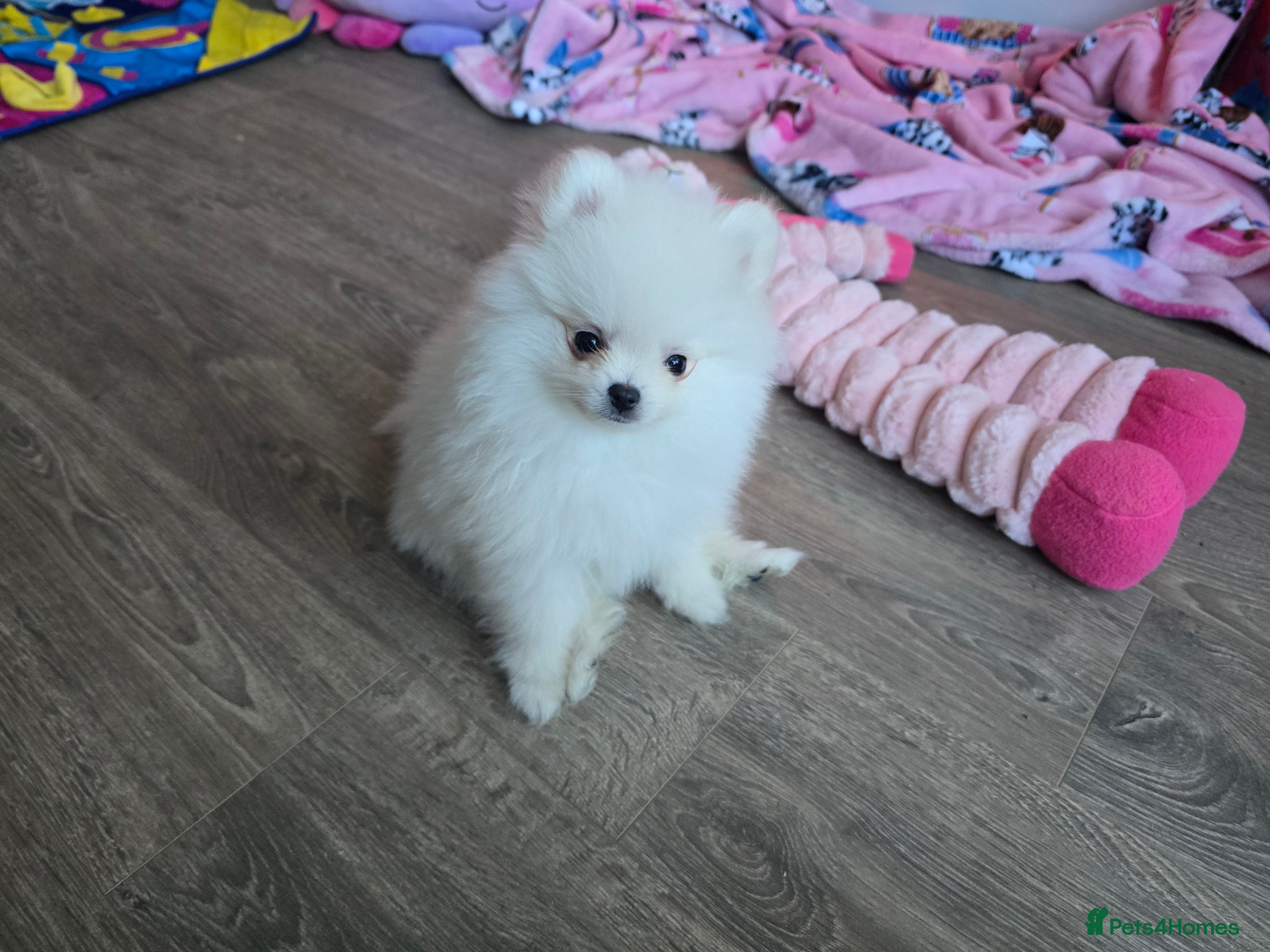 Pomeranian dogs Tiny Gorgeous KC White Pomeranians - Advert 11